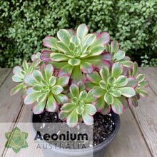 Load image into Gallery viewer, Aeonium 'Anna'