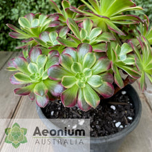 Load image into Gallery viewer, Aeonium 'Anna'