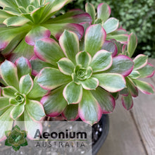 Load image into Gallery viewer, Aeonium 'Anna'