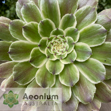Load image into Gallery viewer, Aeonium 'Ariel'