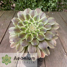 Load image into Gallery viewer, Aeonium 'Ariel'