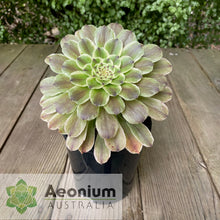 Load image into Gallery viewer, Aeonium 'Ariel'