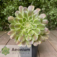 Load image into Gallery viewer, Aeonium 'Ariel'