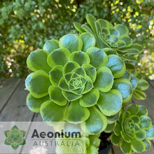 Load image into Gallery viewer, Aeonium 'Green Lemon'