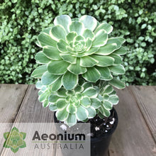 Load image into Gallery viewer, Aeonium 'Yan Ning'
