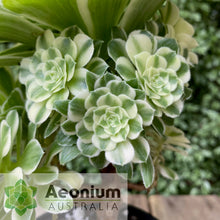 Load image into Gallery viewer, Aeonium 'Yan Ning'