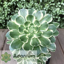 Load image into Gallery viewer, Aeonium 'Yan Ning'