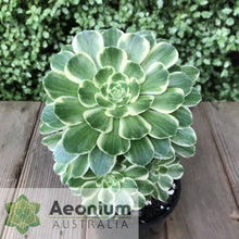 Load image into Gallery viewer, Aeonium 'Yan Ning'