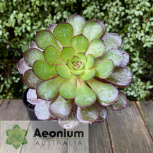 Load image into Gallery viewer, Aeonium 'Black Dragon'