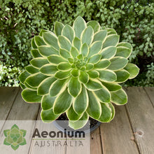 Load image into Gallery viewer, Aeonium 'Green Rose'