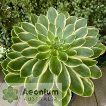 Load image into Gallery viewer, Aeonium 'Green Rose'