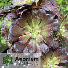 Load image into Gallery viewer, Aeonium 'Red King Kong'