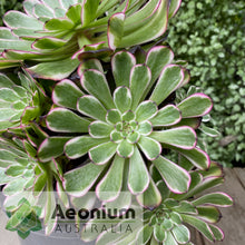 Load image into Gallery viewer, Aeonium 'Red King Kong'