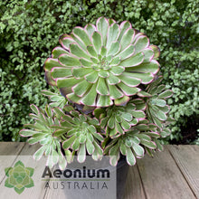 Load image into Gallery viewer, Aeonium 'Red King Kong'