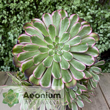 Load image into Gallery viewer, Aeonium 'Red King Kong'