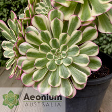 Load image into Gallery viewer, Aeonium 'White Copper'