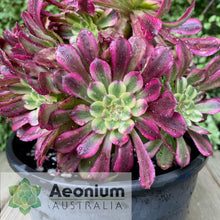 Load image into Gallery viewer, Aeonium 'White Copper'
