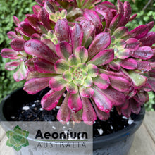 Load image into Gallery viewer, Aeonium 'White Copper'