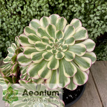Load image into Gallery viewer, Aeonium 'White Copper'