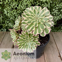 Load image into Gallery viewer, Aeonium 'White Copper'