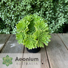 Load image into Gallery viewer, Aeonium 'Cupcake'