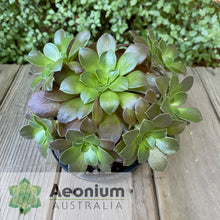Load image into Gallery viewer, Aeonium 'Color Scheme'