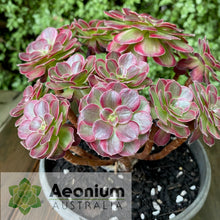 Load image into Gallery viewer, Aeonium 'Anna'