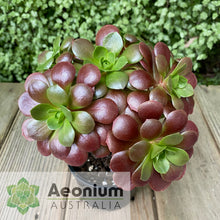 Load image into Gallery viewer, Aeonium 'Color World'