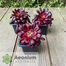 Load image into Gallery viewer, Aeonium 'Zwartkop' Variegated
