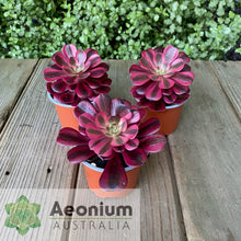 Load image into Gallery viewer, Aeonium 'Medusa'