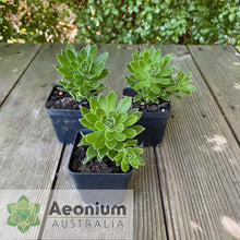 Load image into Gallery viewer, Aeonium x hybridum