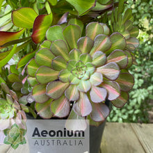 Load image into Gallery viewer, Aeonium 'Nebula'
