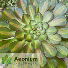 Load image into Gallery viewer, Aeonium 'Nebula'