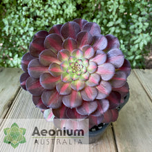 Load image into Gallery viewer, Aeonium 'Nebula'