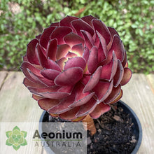 Load image into Gallery viewer, Aeonium 'Black Dragon'
