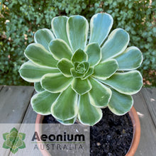 Load image into Gallery viewer, Aeonium 'Green Rose'