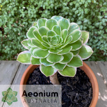 Load image into Gallery viewer, Aeonium 'Green Rose'