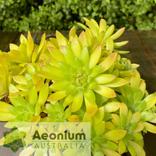 Load image into Gallery viewer, Aeonium 'Mayfield'