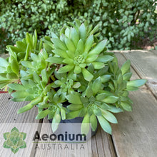 Load image into Gallery viewer, Aeonium 'Mayfield'