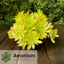Load image into Gallery viewer, Aeonium 'Mayfield'