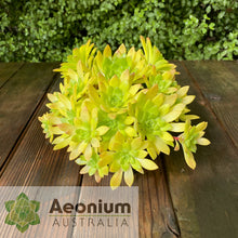 Load image into Gallery viewer, Aeonium 'Mayfield'