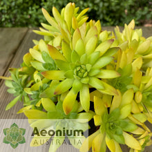 Load image into Gallery viewer, Aeonium 'Mayfield'