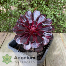 Load image into Gallery viewer, Aeonium 'Zwartkop' Variegated