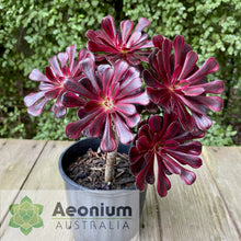 Load image into Gallery viewer, Aeonium 'Zwartkop' Variegated
