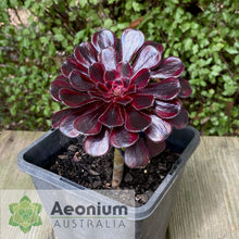 Load image into Gallery viewer, Aeonium 'Zwartkop' Variegated