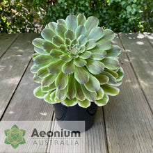 Load image into Gallery viewer, Aeonium 'Ariel'