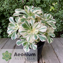 Load image into Gallery viewer, Aeonium 'Zeus'