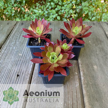 Load image into Gallery viewer, Aeonium 'Cornish Tribute'