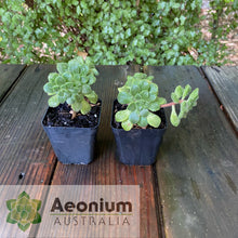 Load image into Gallery viewer, Aeonium lindleyi var. lindleyi