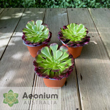 Load image into Gallery viewer, Aeonium 'Meiji'